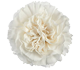 گل میخک کماچی بلانکو
